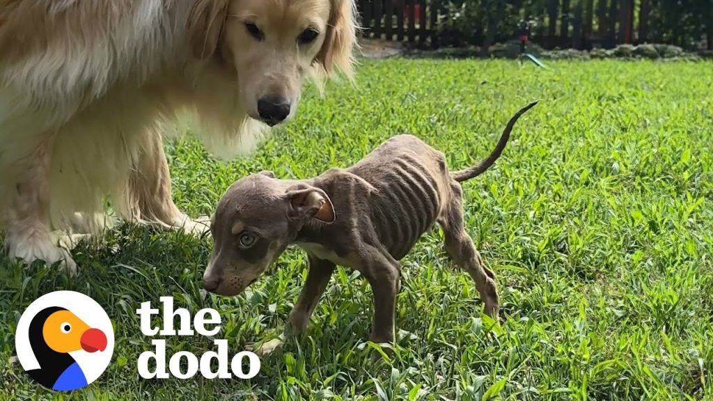 Skinny Foster Puppy Can’t Stop Cuddling Up To Golden Retriever | The Dodo